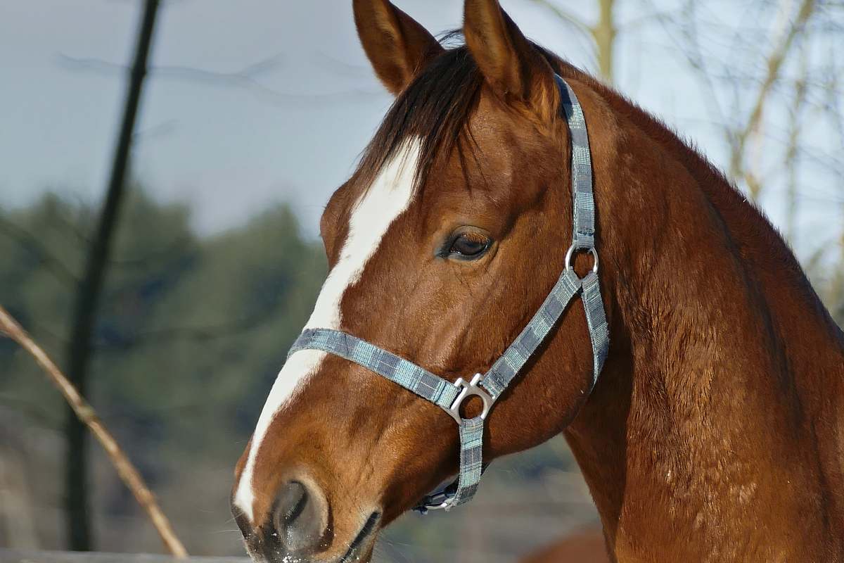 mammal brown and white horse facing sideways horse