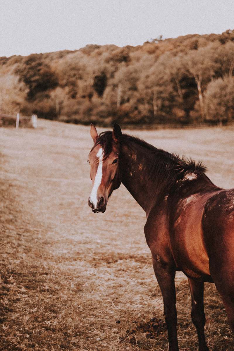 horse brown and white horse on grass during day mammal