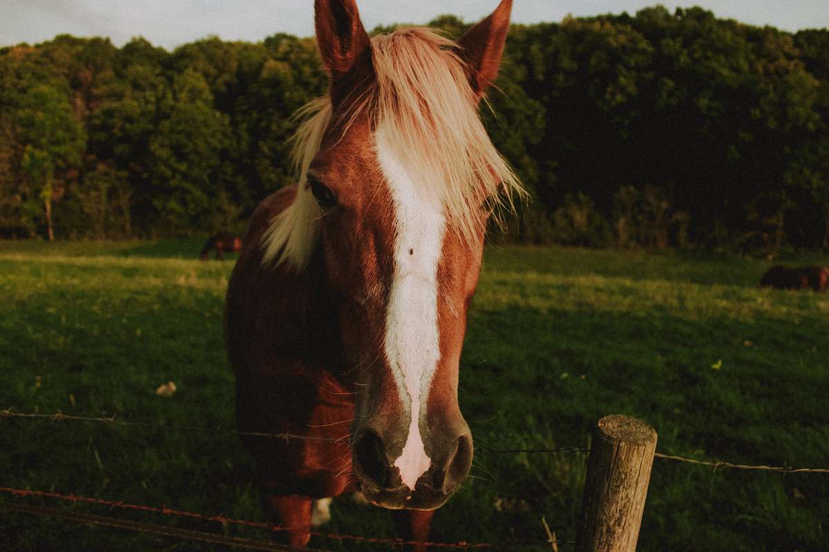 horse brown and white horse on green field during daytime mammal