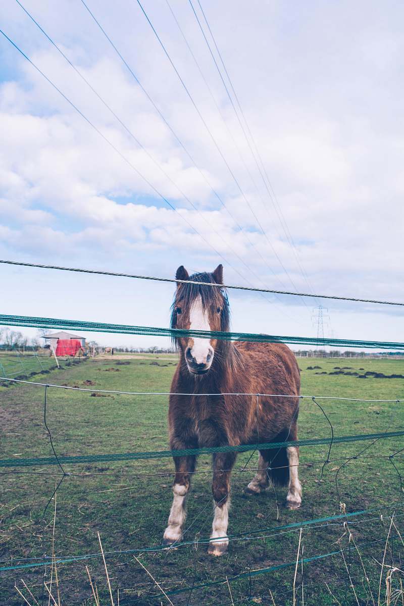 horse brown and white horse standing beside fence during daytime mammal