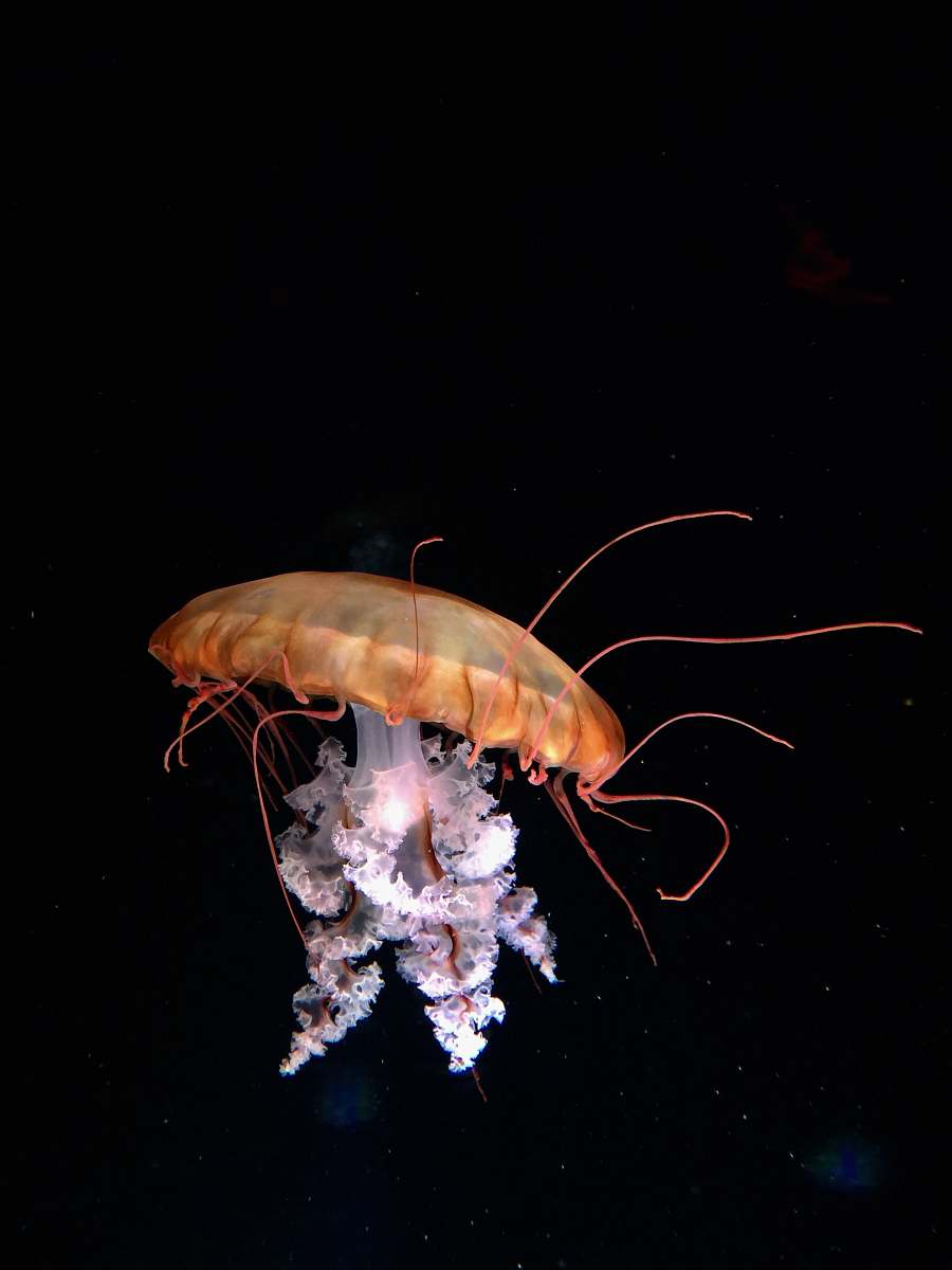 invertebrate brown and white jelly fish 3D wallpaper jellyfish