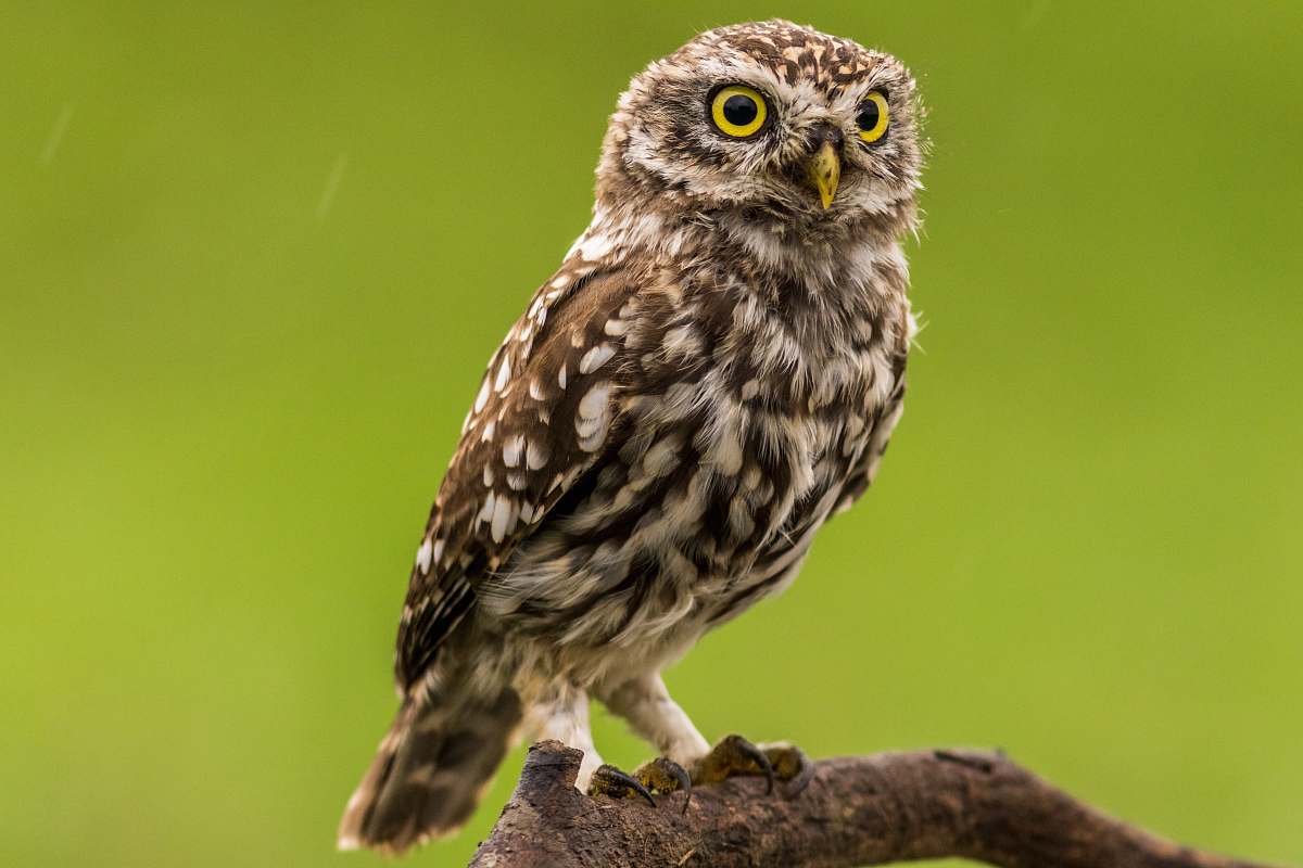 bird brown and white owl owl