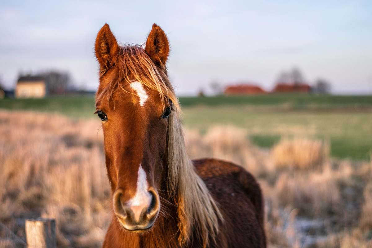 mammal brown and white pony at farm field horse
