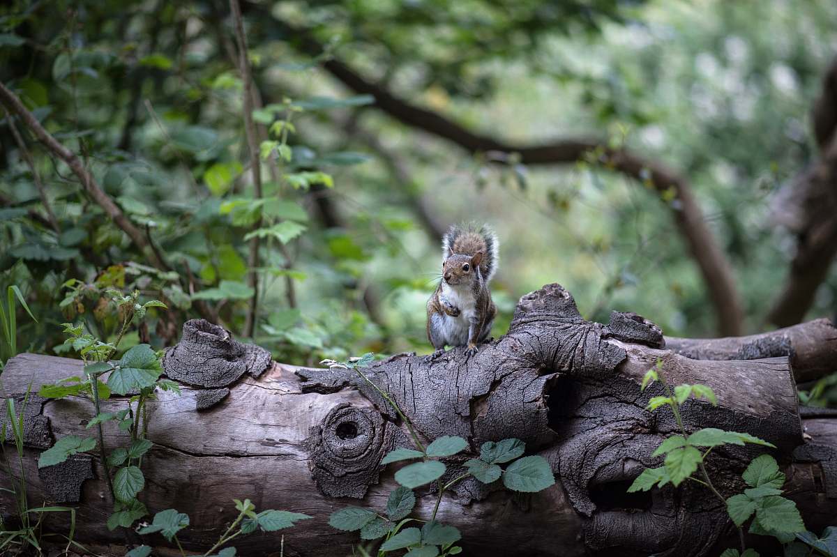mammal brown and white squirrel on brown tree trunk squirrel