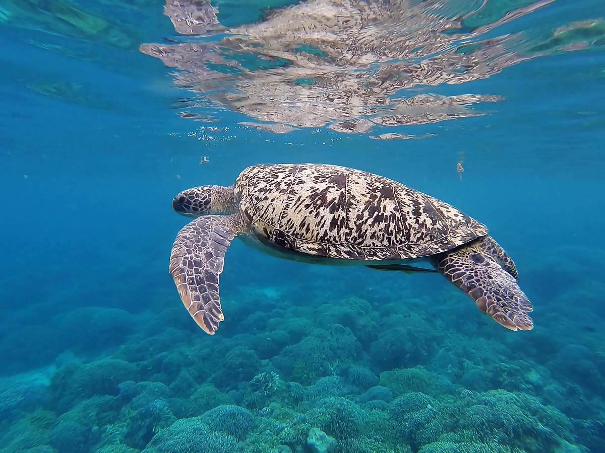 reptile brown and white turtle sea life