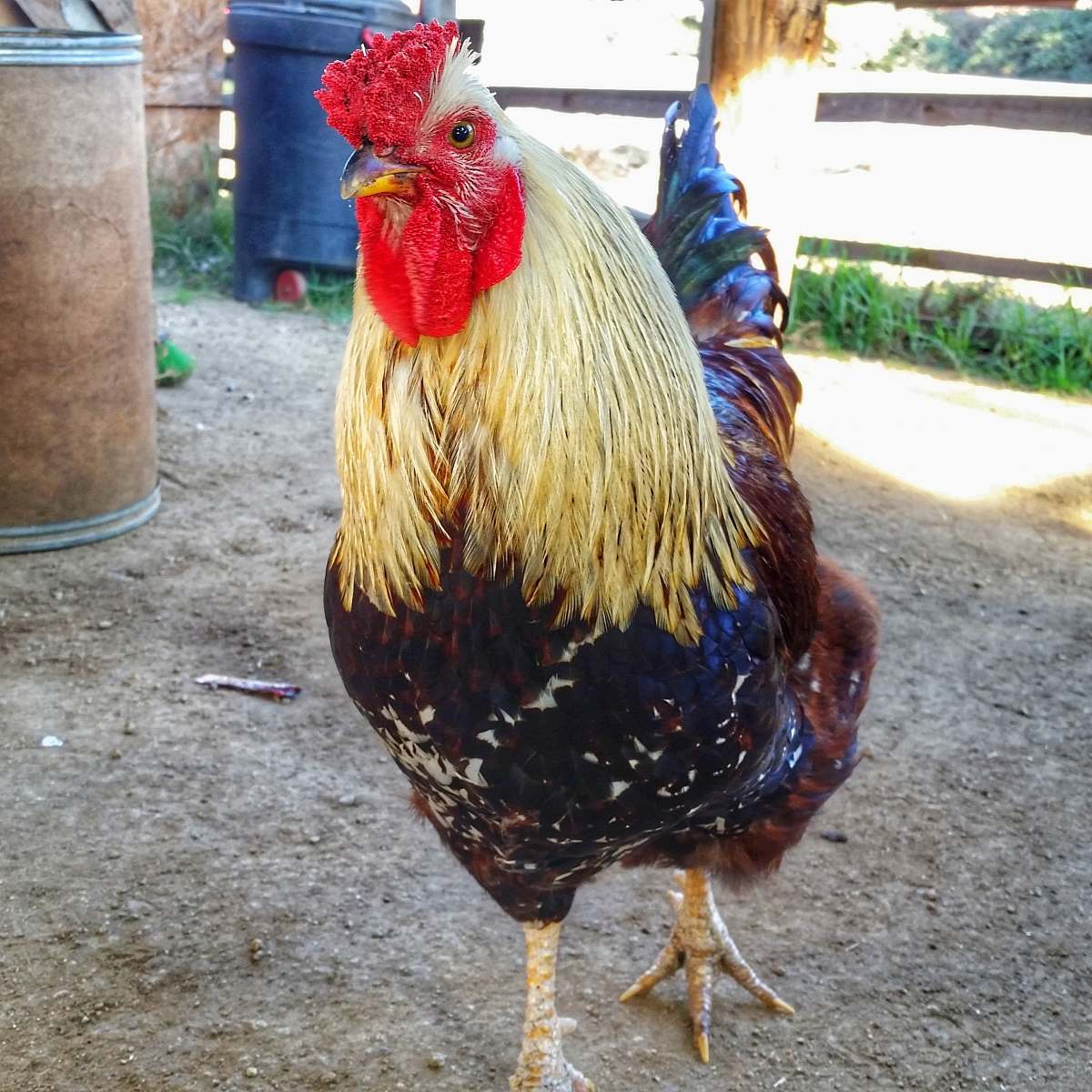 chicken brown and yellow rooster bird