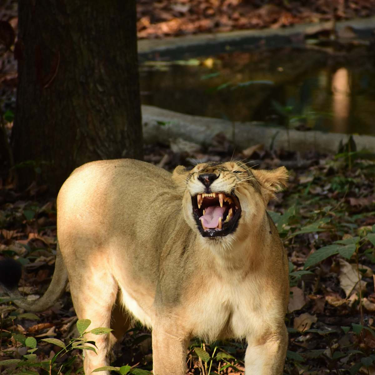 lion brown animal mammal