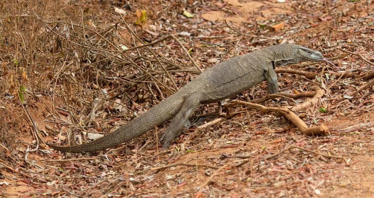 lizard brown anteater walking on grass field reptile