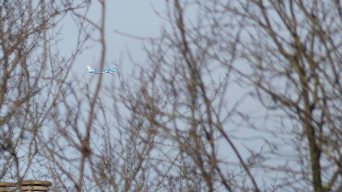 bird brown bare tree flying
