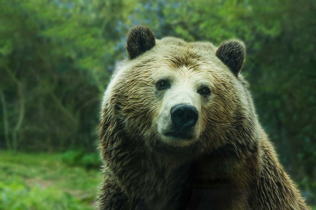 bear brown bear near grass field wildlife