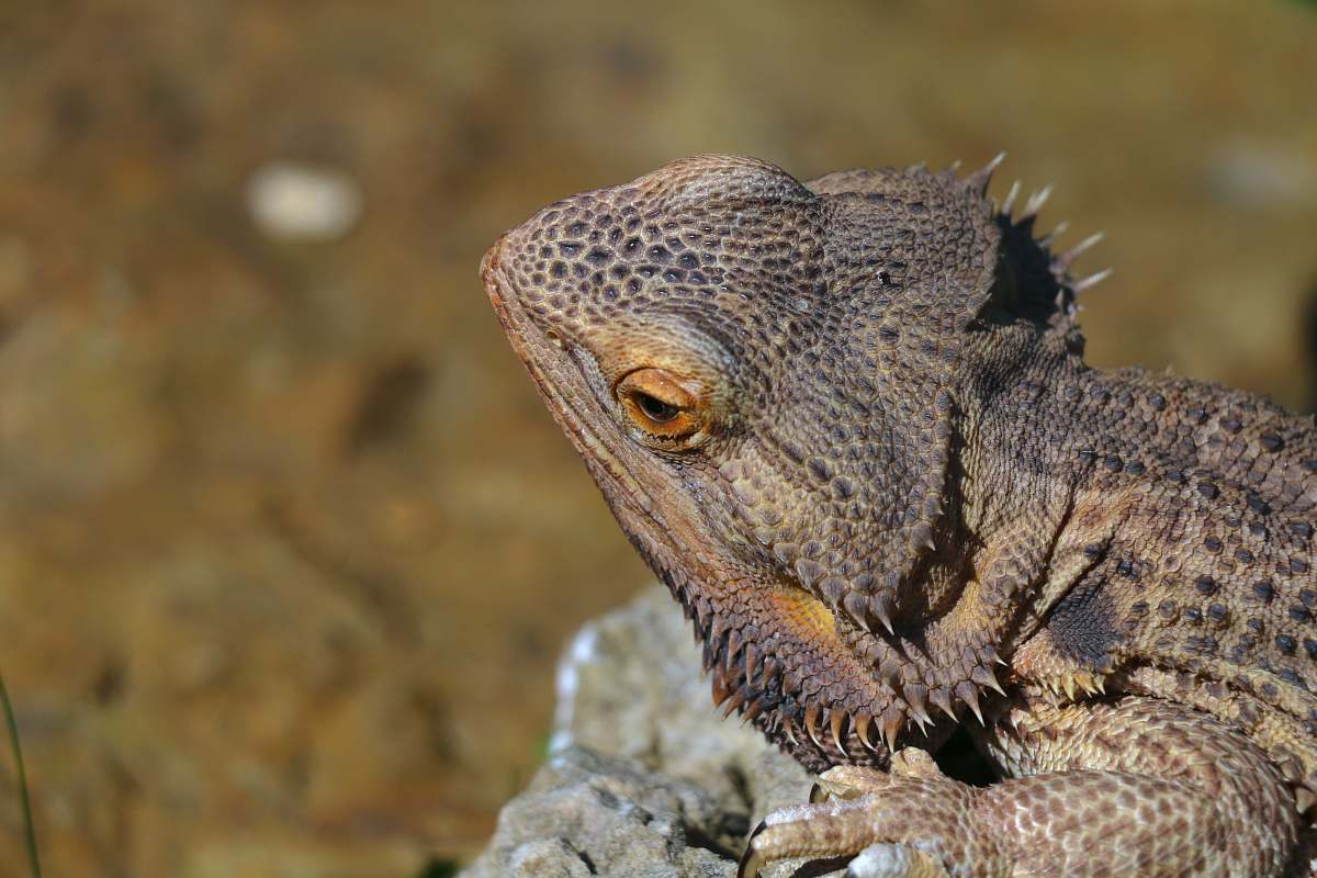 lizard brown bearded dragon reptile