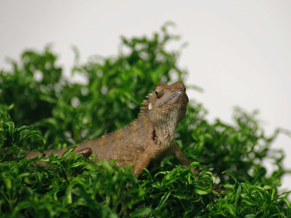 lizard brown bearded dragon on green leafed plant reptile