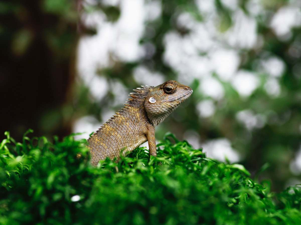 reptile brown bearded dragon on green leafed plant lizard