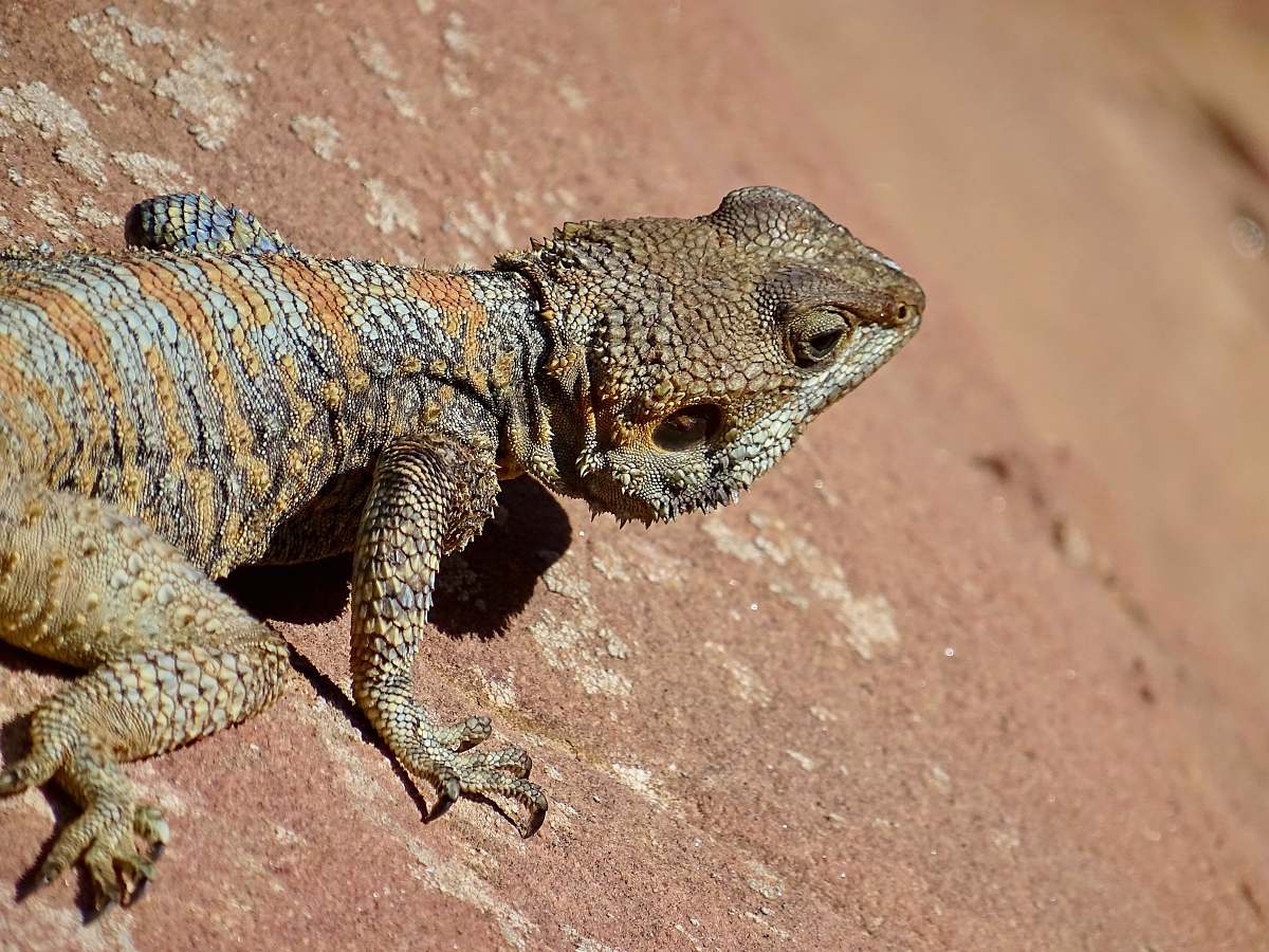 reptile brown bearded dragon lizard