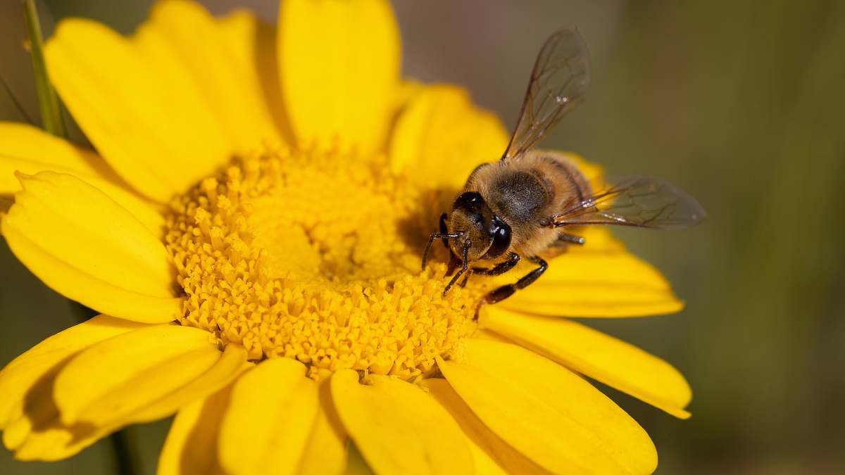 bee brown bee on a flower close-up photography honey bee