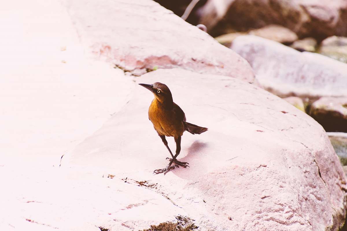 bird brown bird beak