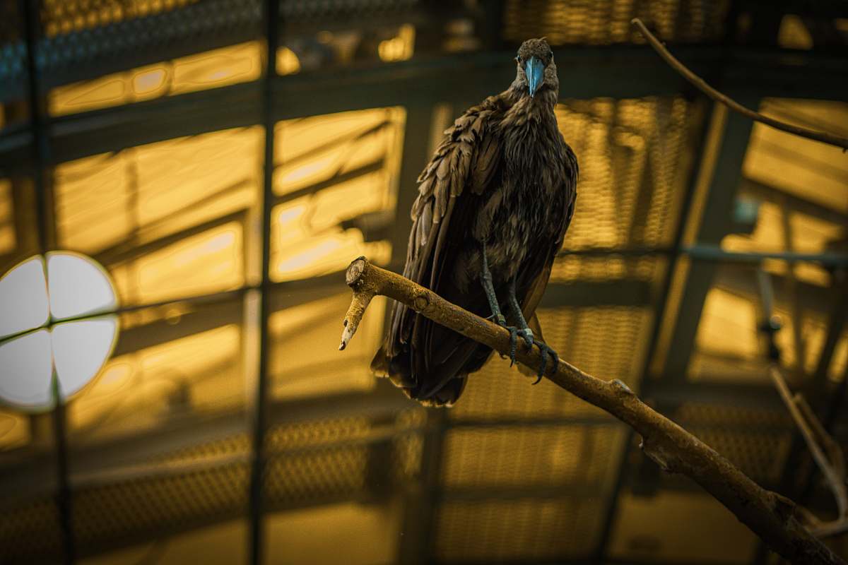 bird brown bird close-up photography vulture
