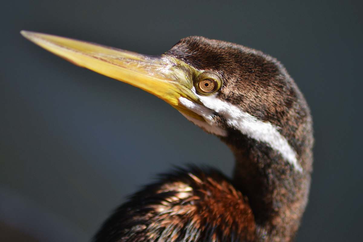 bird brown bird closeup photography australia
