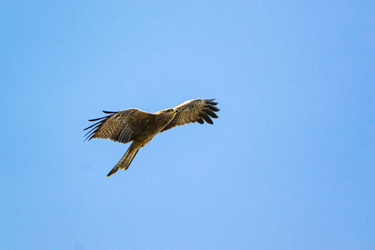 bird brown bird flying hawk