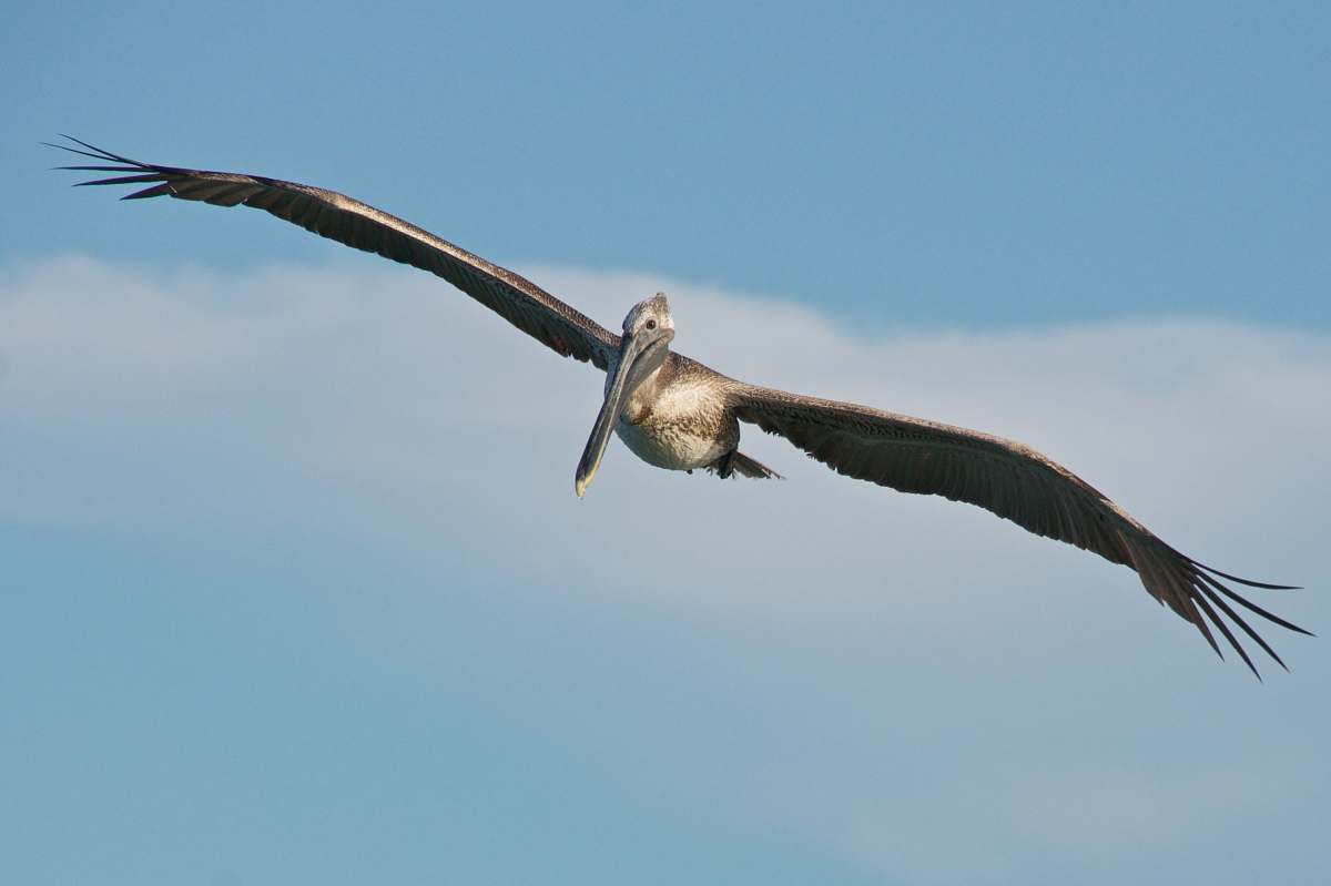 bird brown bird flying during daytime flying