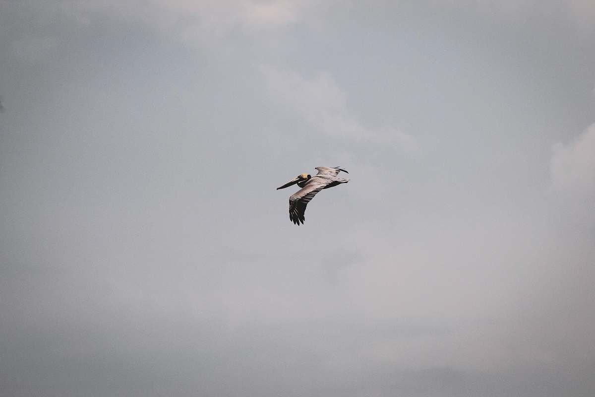 bird brown bird flying mid air during daytime flying