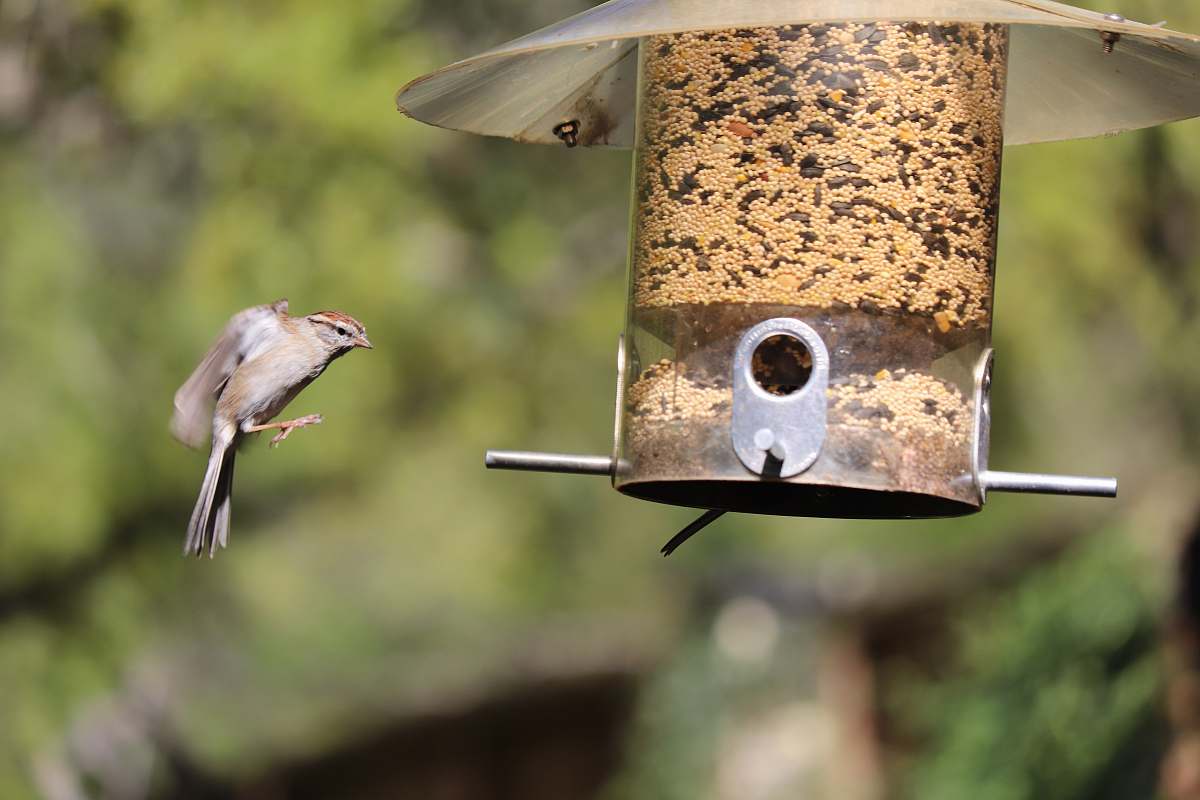 bird brown bird hovering on brown cage bird feeder