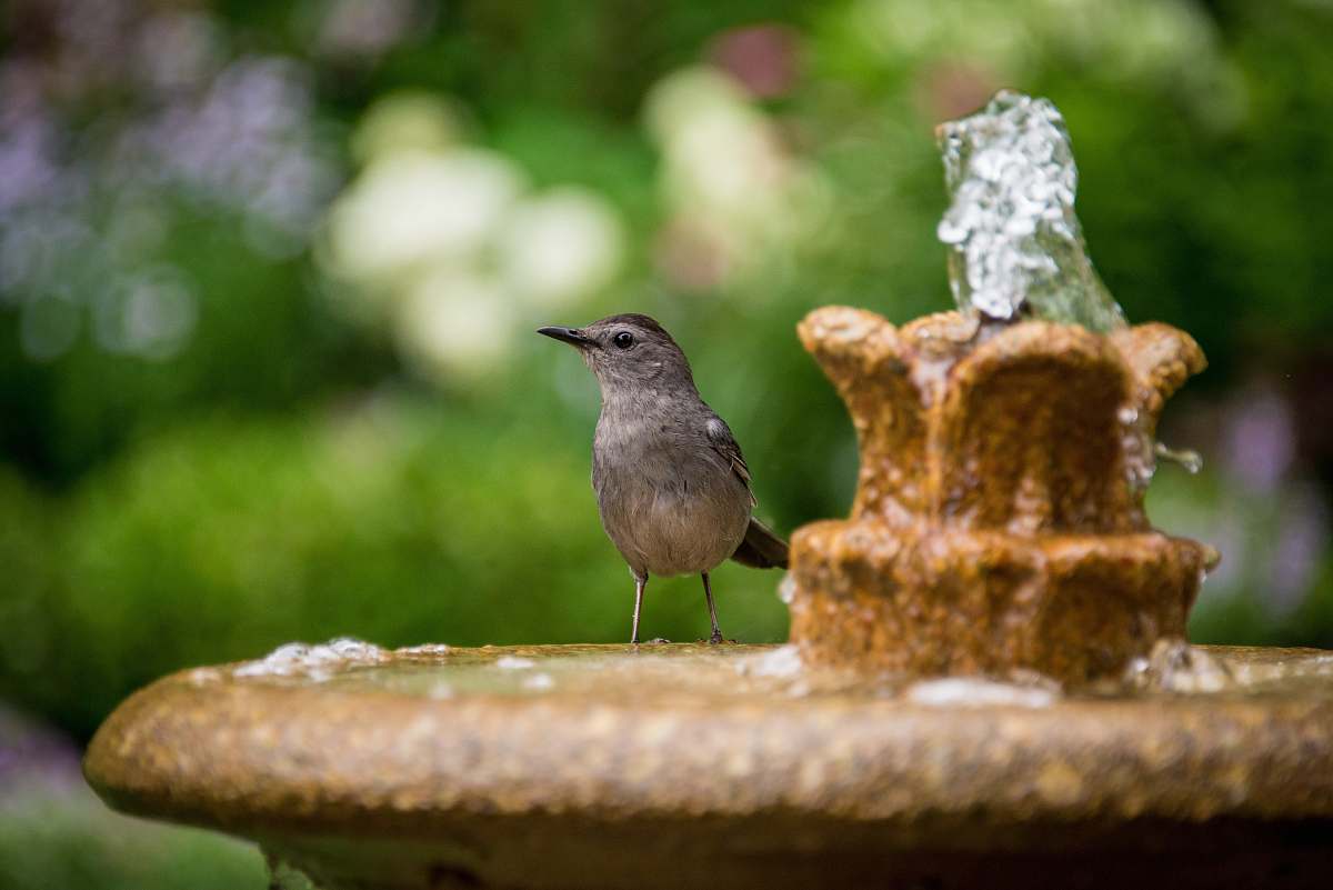 water brown bird on brown fountain fountain