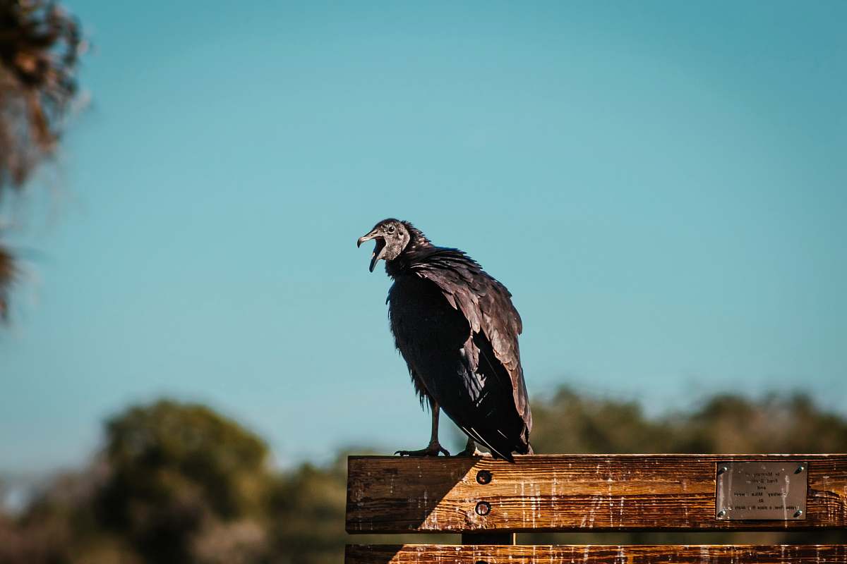 bird brown bird on brown wooden fence during daytime vulture
