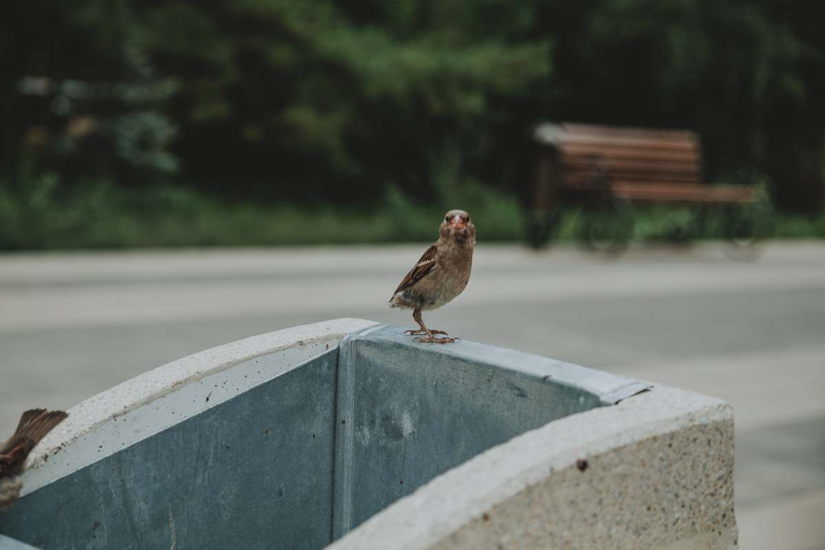 sparrow brown bird on concrete block bench