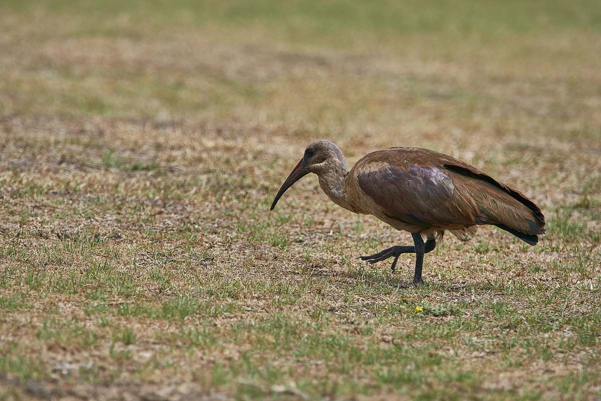 bird brown bird on field ground