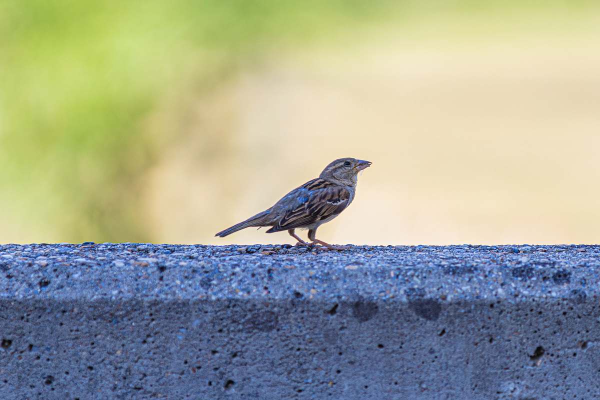 bird brown bird on gray concrete surface anthus