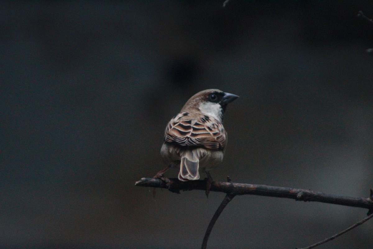 bird brown bird on selective focus photography partridge