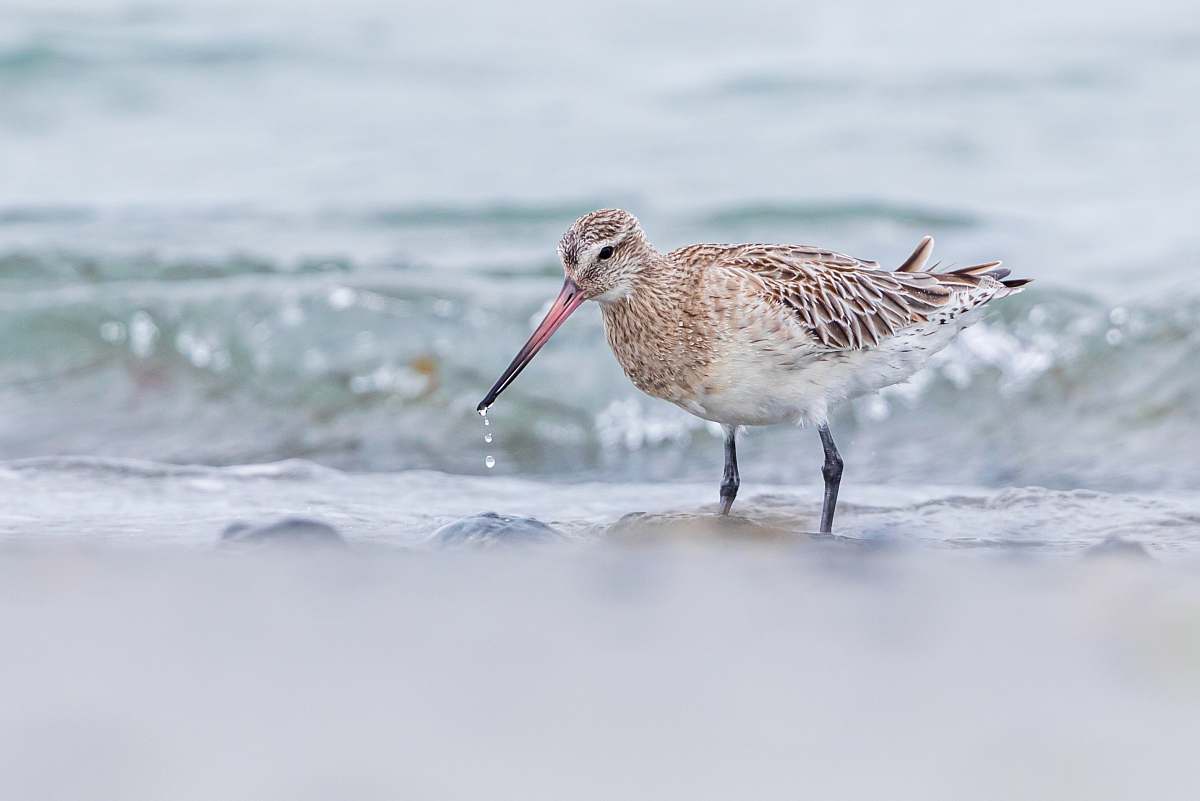 bird brown bird on shore during daytime beak