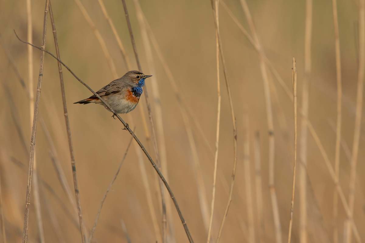 bird brown bird on twig grass