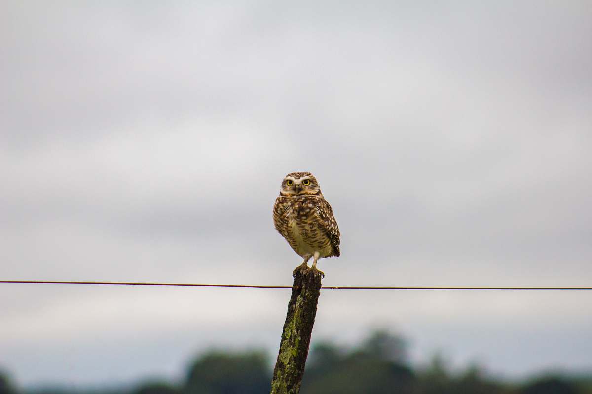 bird brown bird on wood log owl