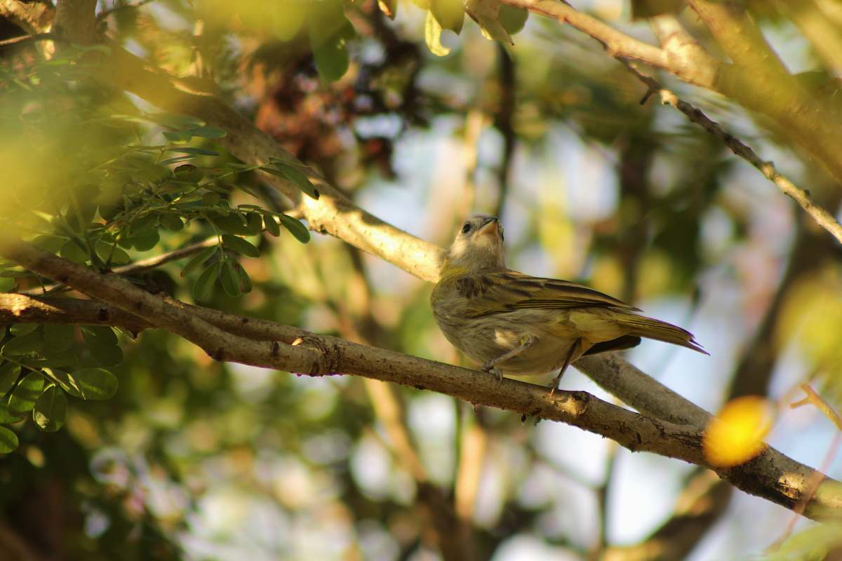 bird brown bird pearching on tree anthus