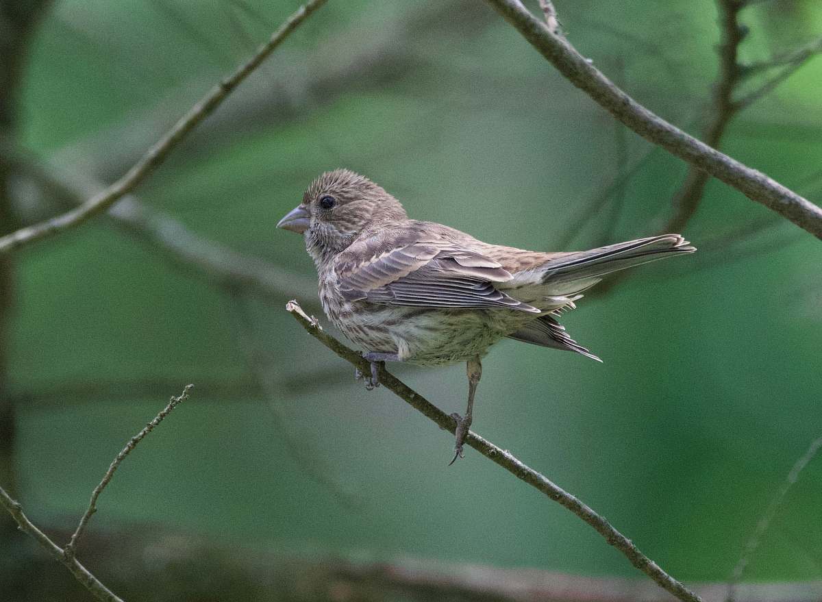bird brown bird perch on tree branch finch