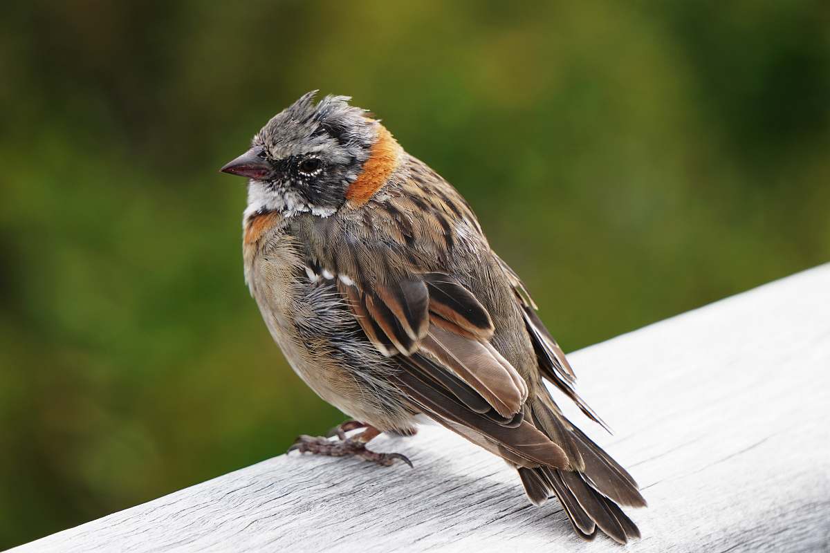 bird brown bird perching on branch sparrow