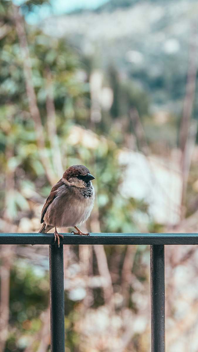 bird brown bird perching on fence sparrow