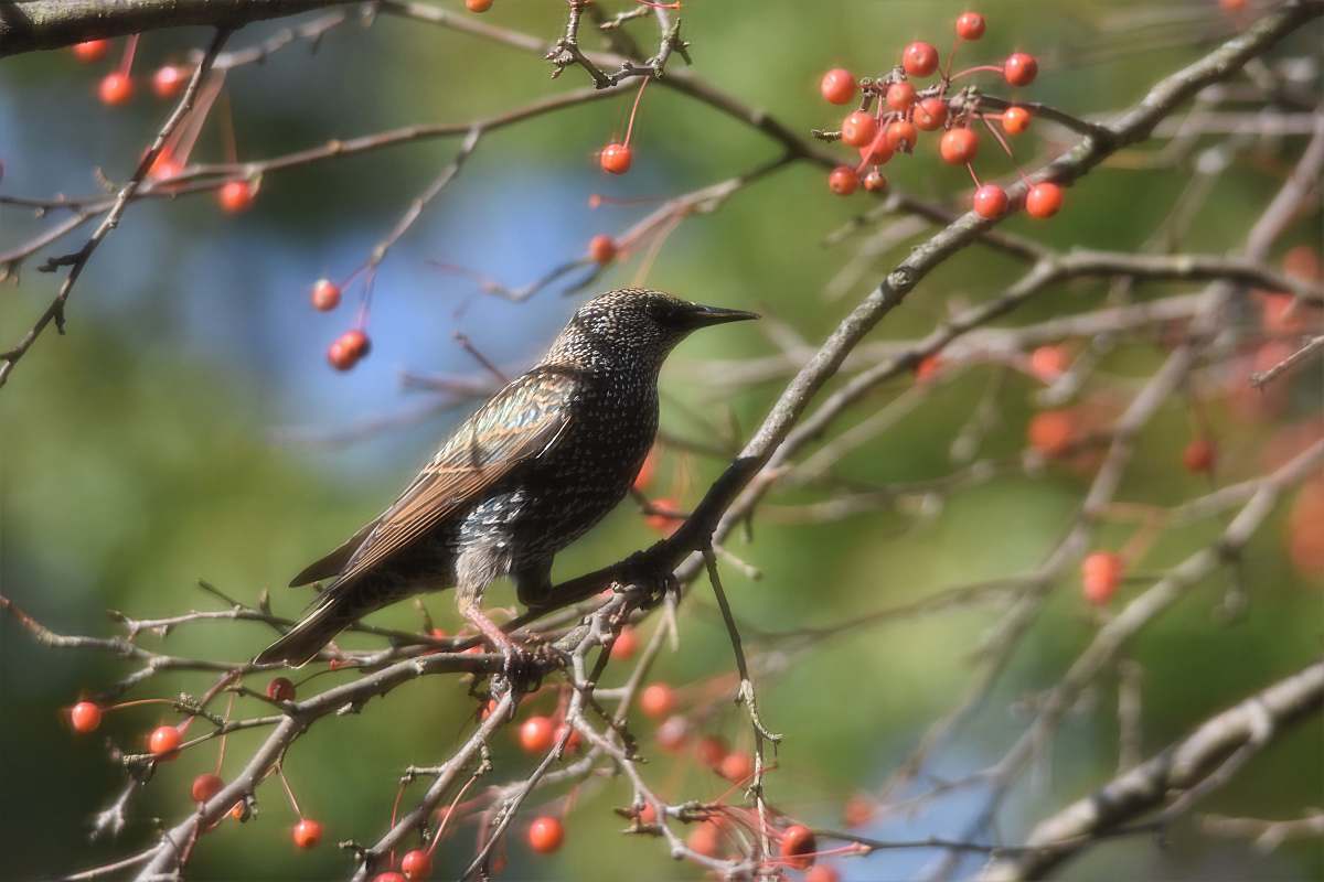 plant brown bird perching on tree during daytime nature