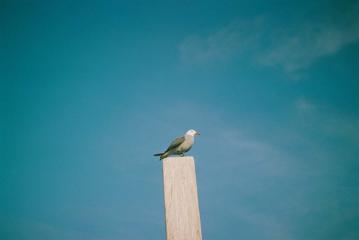 bird brown bird resting on wood beak