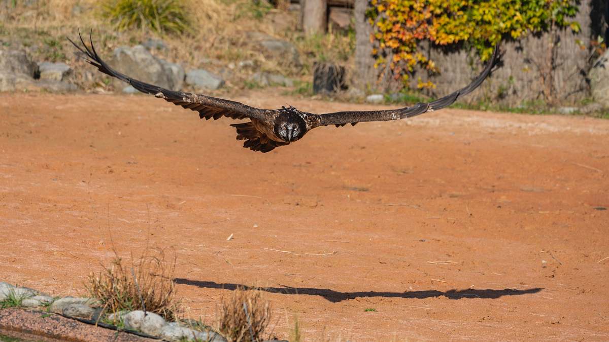 vulture brown bird soaring near ground condor