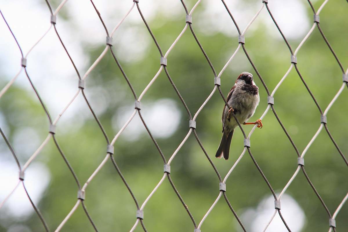bird brown bird standing on gray cyclone fence sparrow