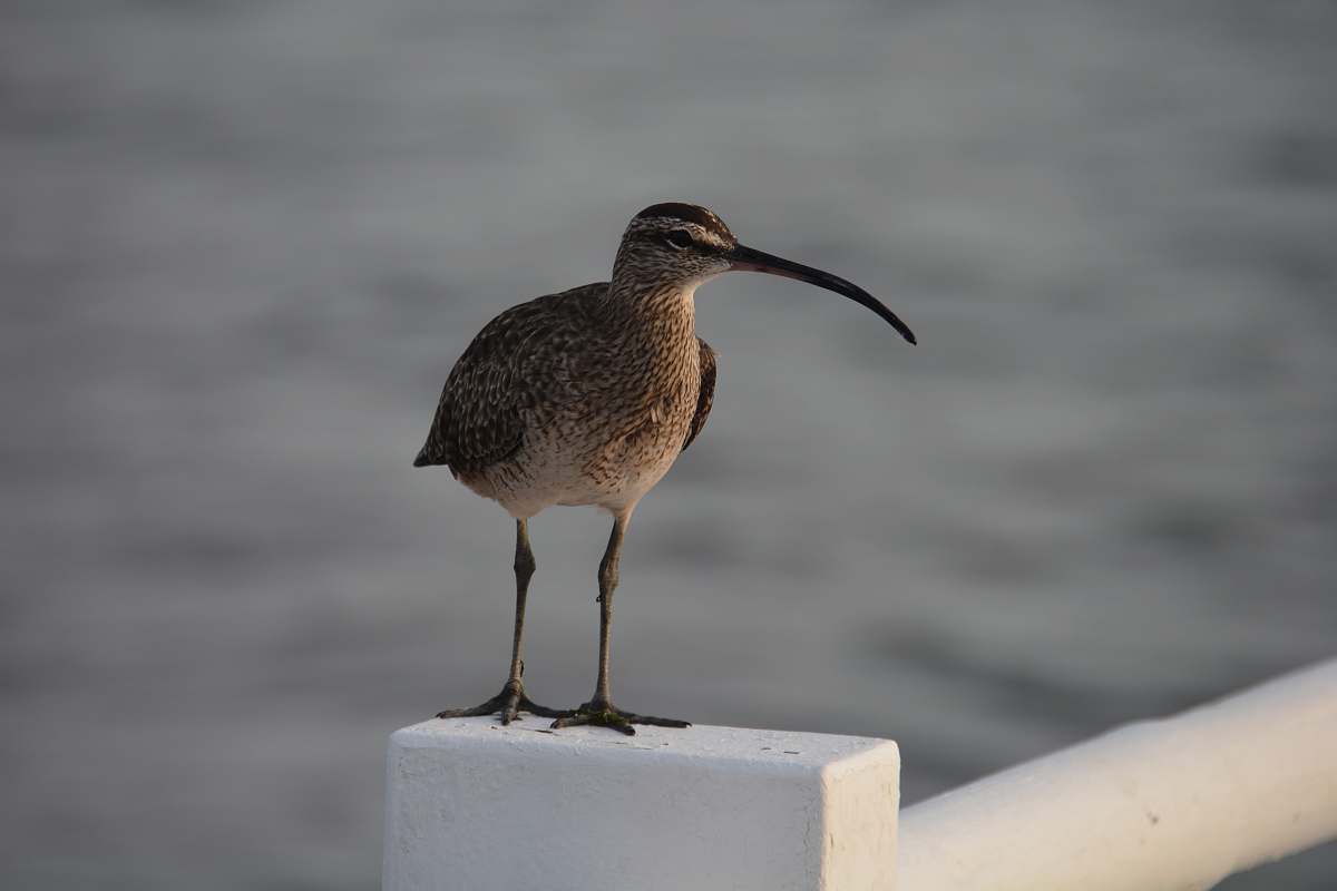 bird brown bird standing on white concrete fence during daytime beak