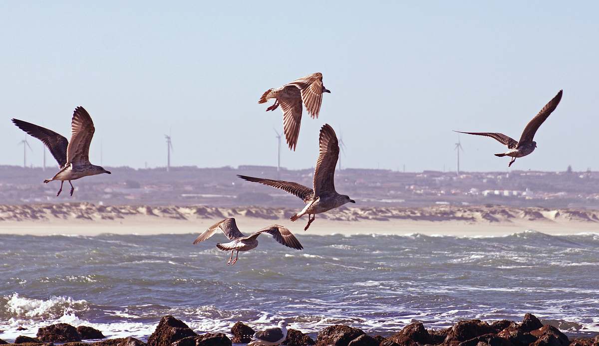 bird brown birds in flight over body of water flying