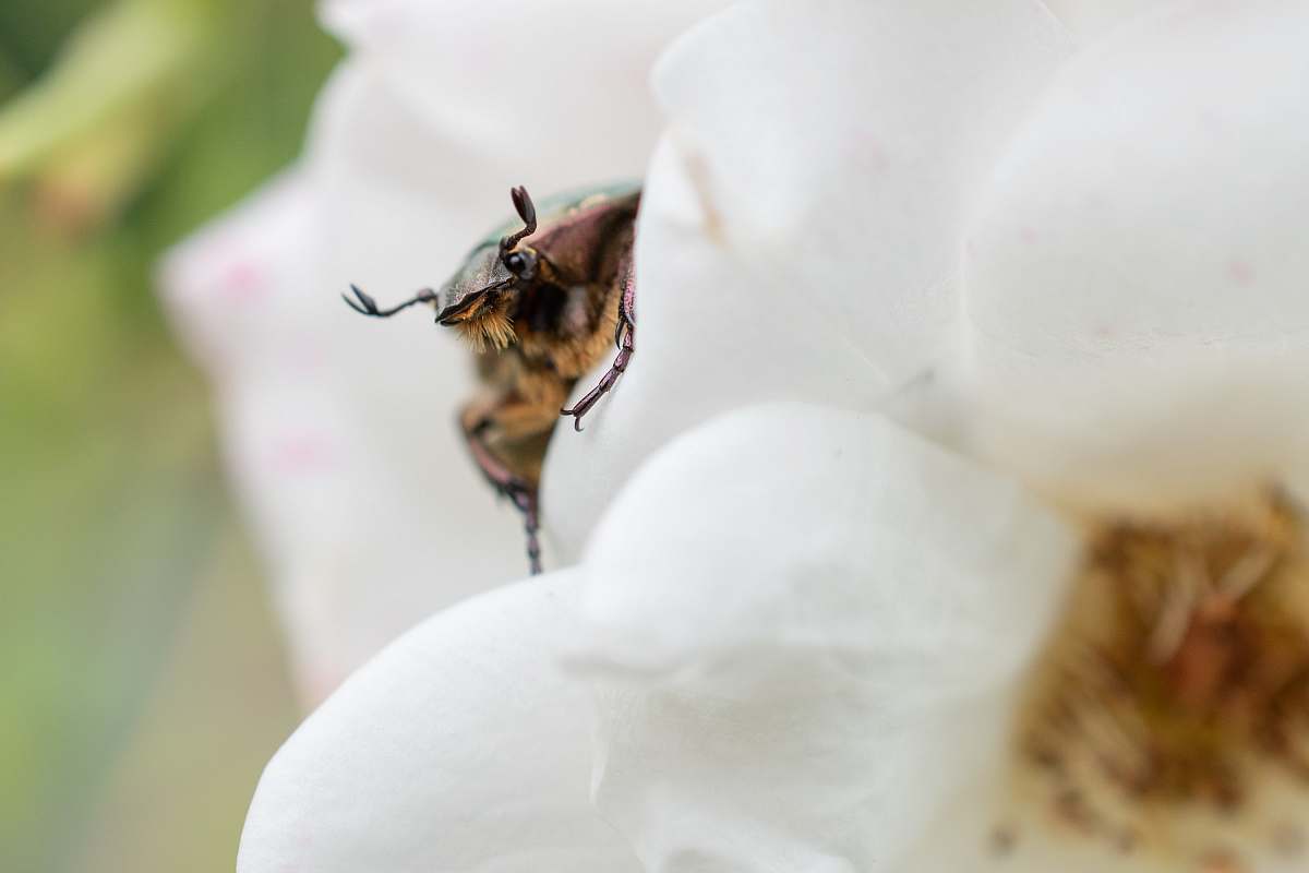 apidae brown bug bee