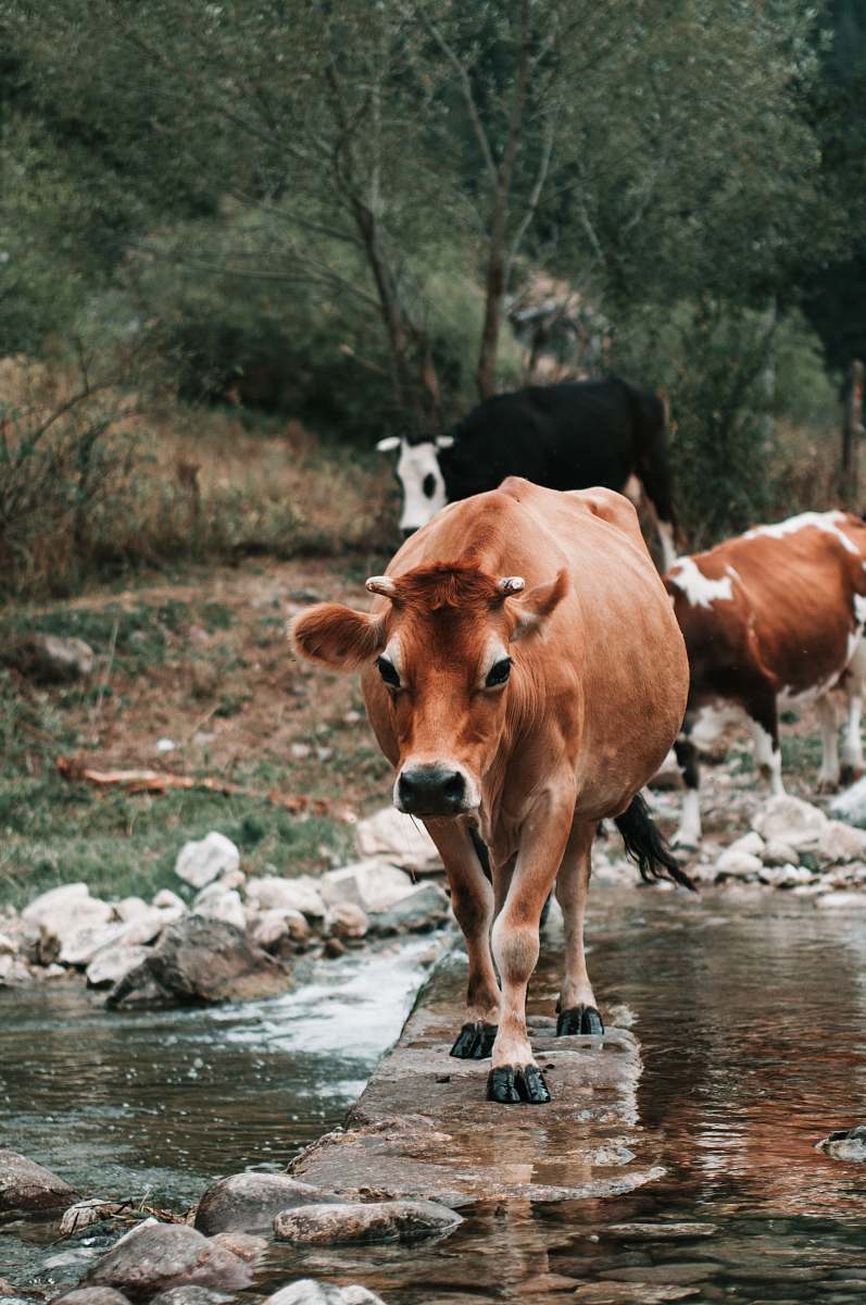 cattle brown cattle crossing river surrounded with tall and green trees during daytime cow