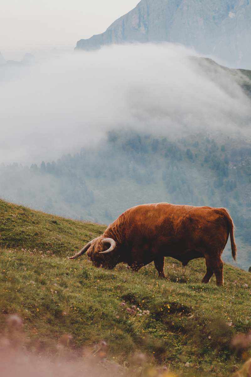 cattle brown cattle eating grass during daytime cow