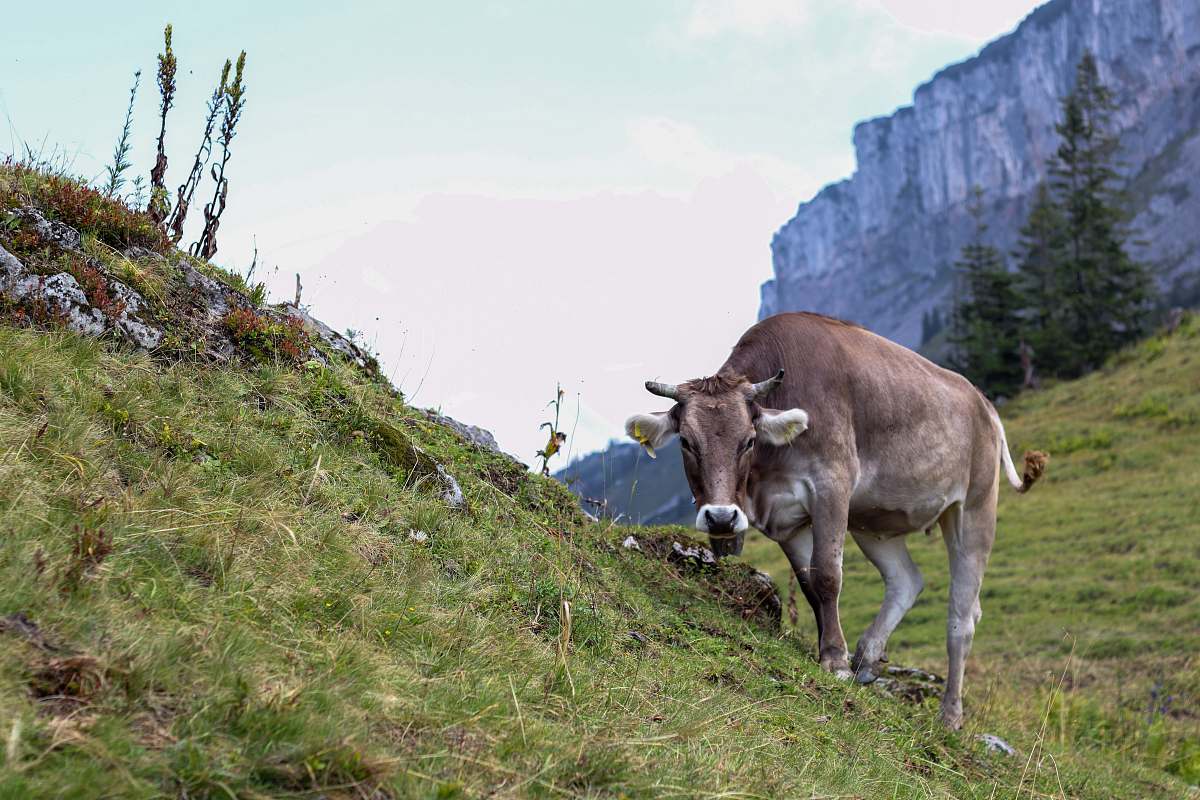 cattle brown cattle in green field viewing mountain cow