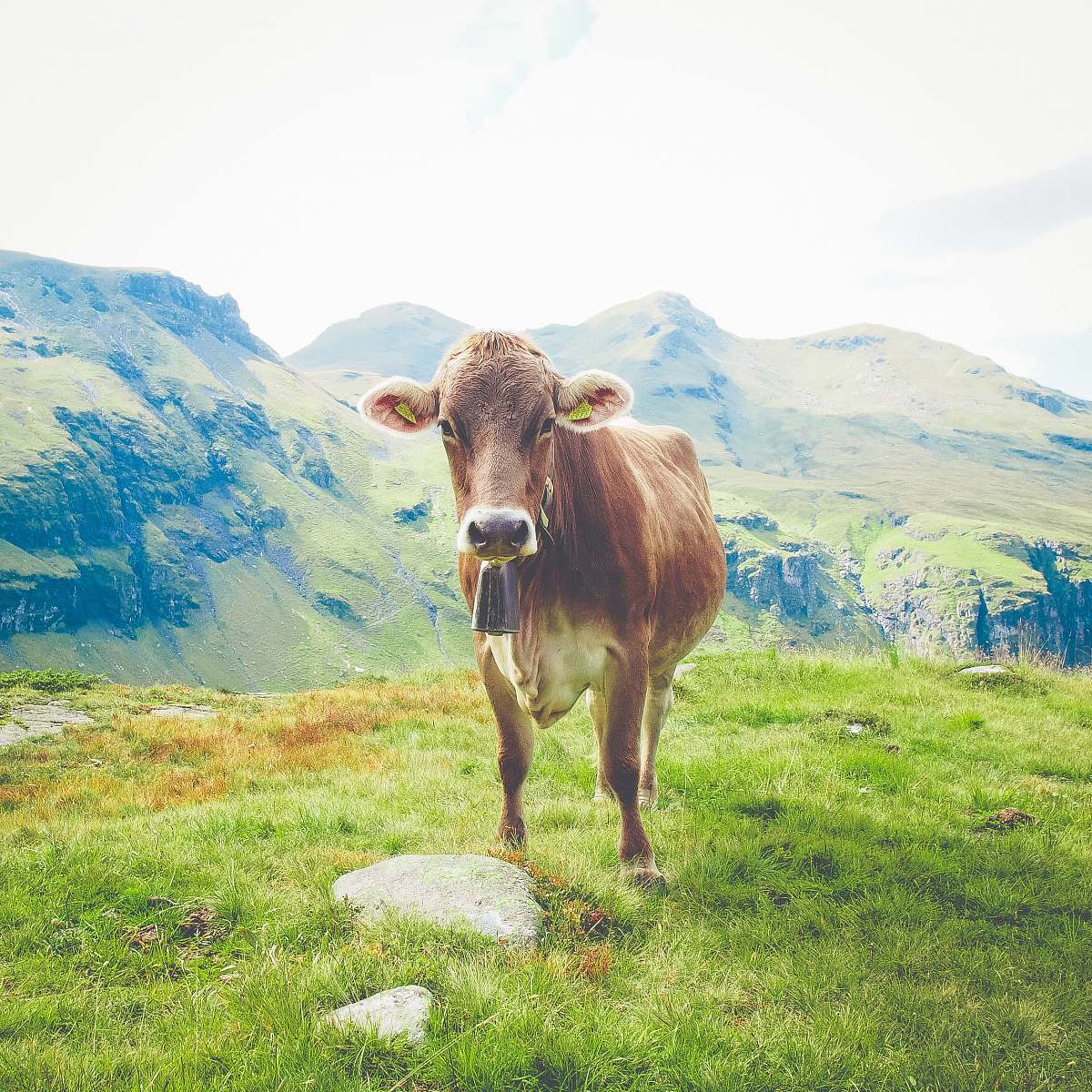 cow brown cattle near mountains cattle